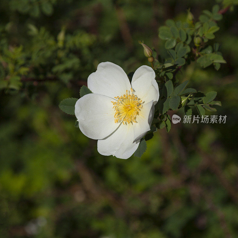 灌木玫瑰蔷薇 pteracantha 又名 Rosa omeiensis pteracantha.